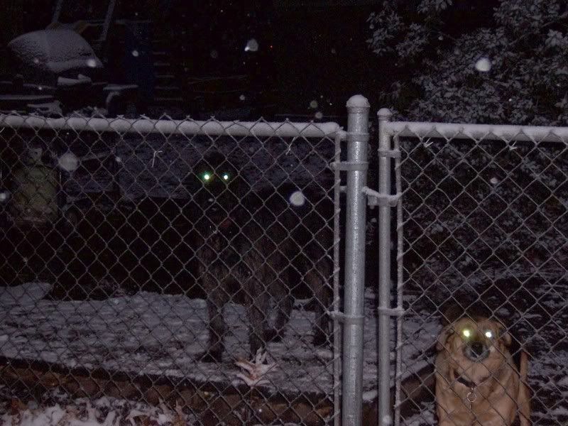 Laserdogs.jpg