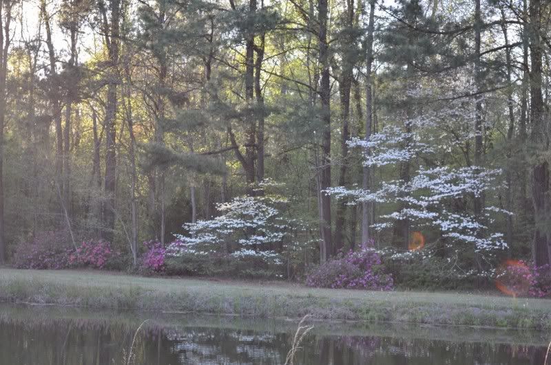 Pond.jpg