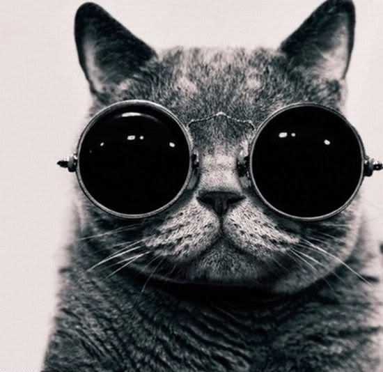coolcat.jpg