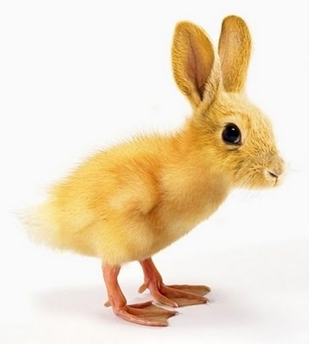 hilarious_animal_manipulations_26-1.jpg