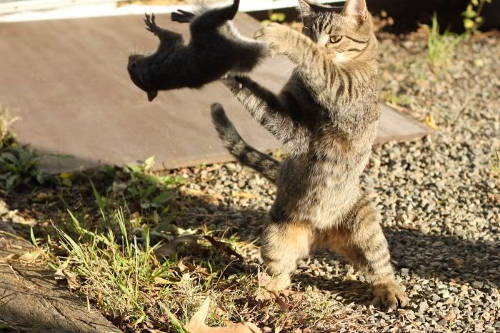 ninjaCat.jpg