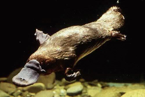 platypus-03-swimming.jpg