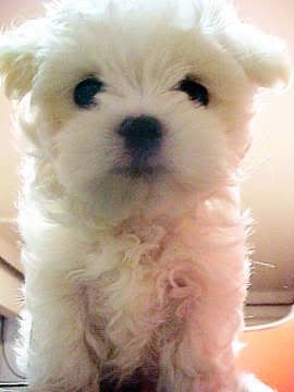 Photobucket - Video and Image Hosting