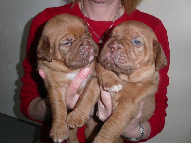 pups001a.jpg