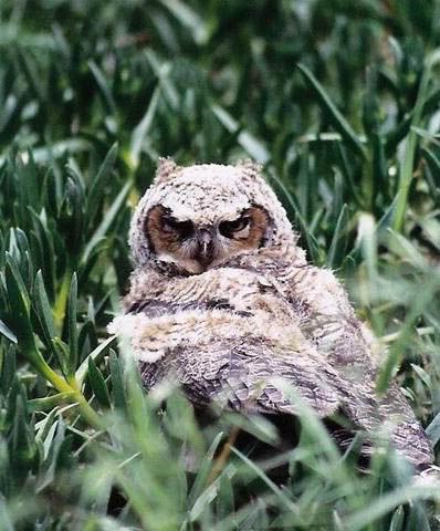 IMAGE: http://img.photobucket.com/albums/v363/JHoare85/Pets%20and%20Wildlife/owlclose.jpg