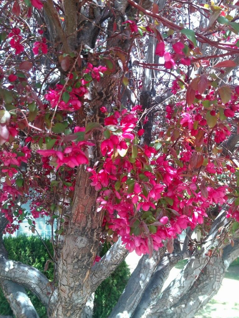 This tree is growing in Dayton NV...Peach?