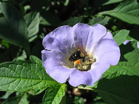 bourdonnicandra.jpg