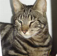 Hugiklein.jpg