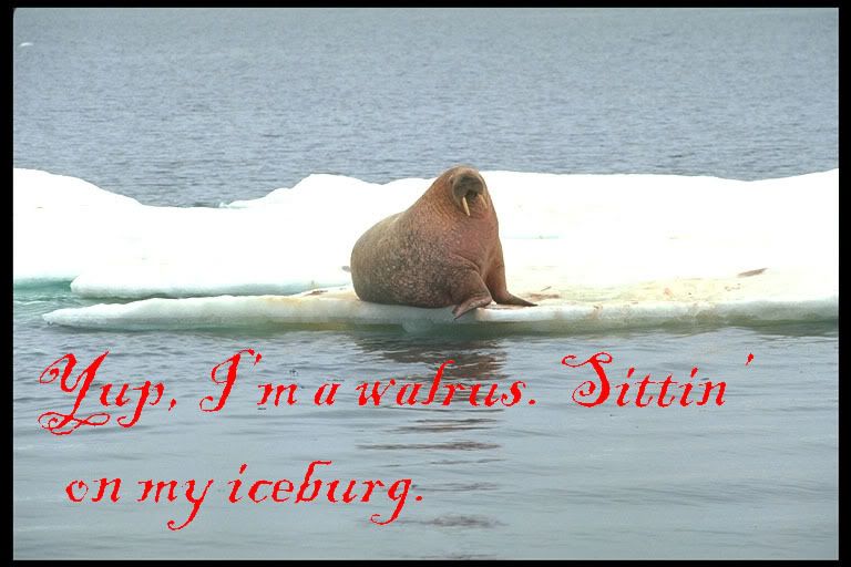 walrus.jpg