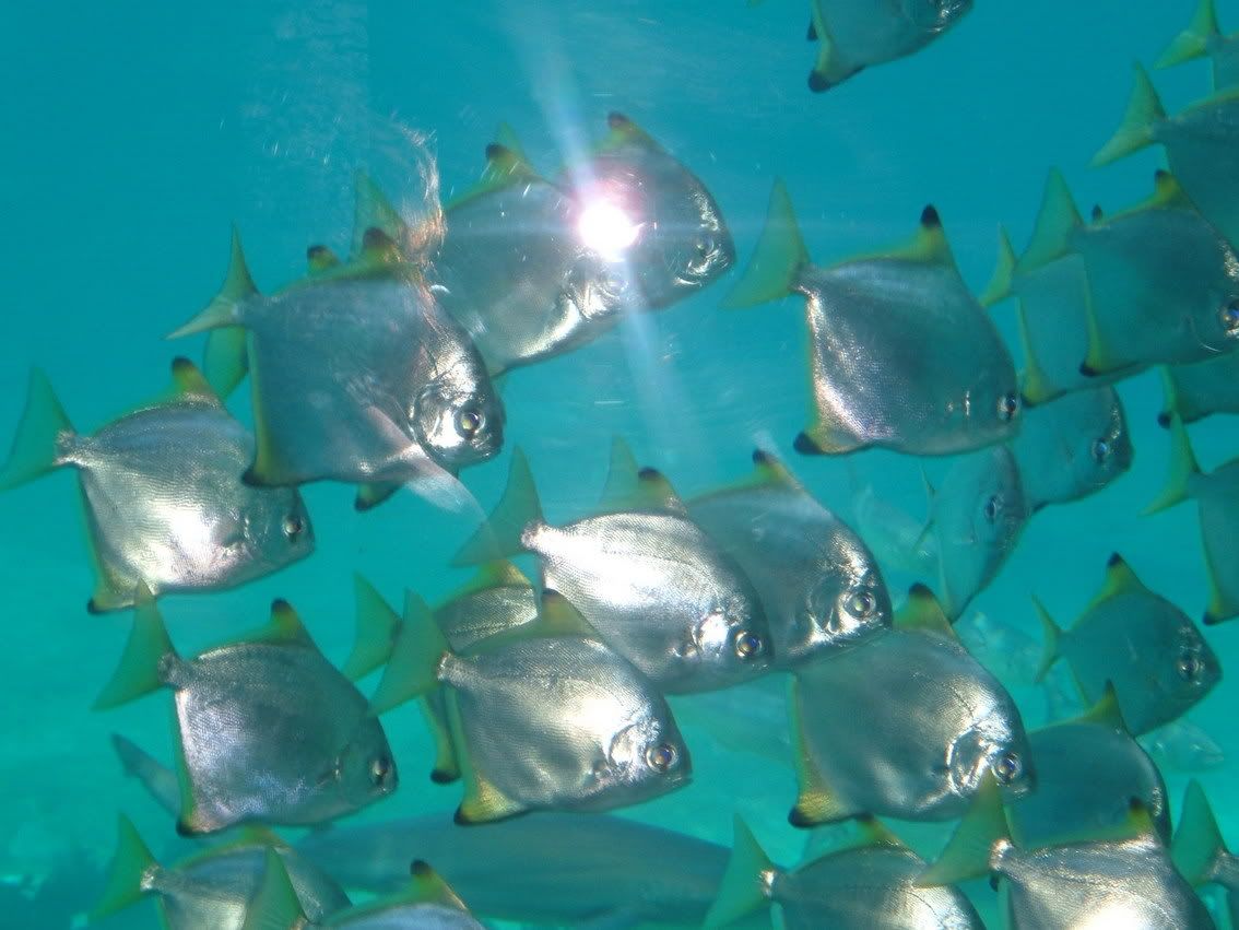 shiny fish photo: school of shiny fish 3918bc72.jpg