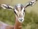 gazellesmaller.jpg