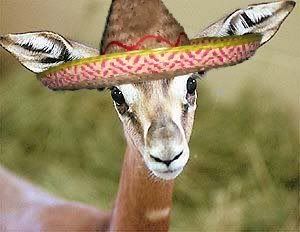 gazellesombrero.jpg