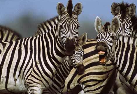 zebra-laugh.jpg