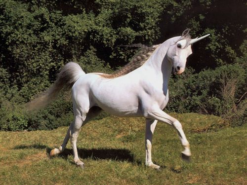 http://img.photobucket.com/albums/v365/raehall/cracked/unicorn.jpg