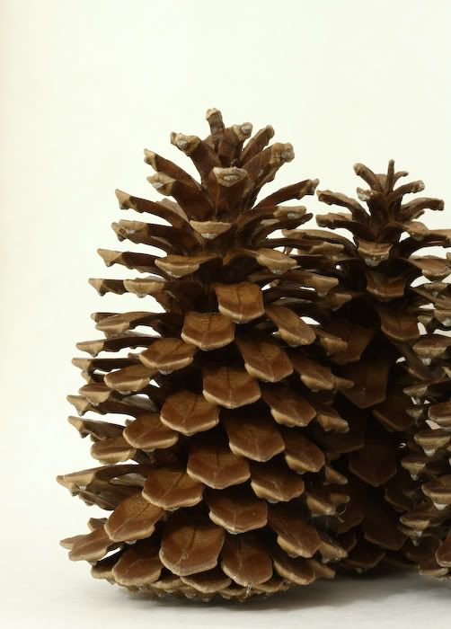pinecones