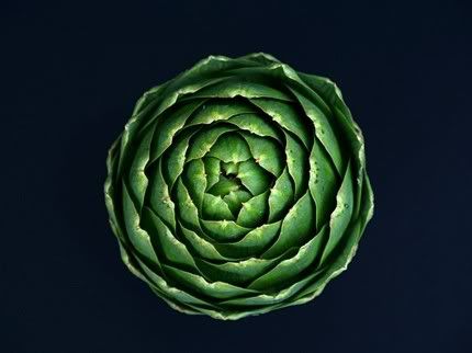 photoamato's artichoke print