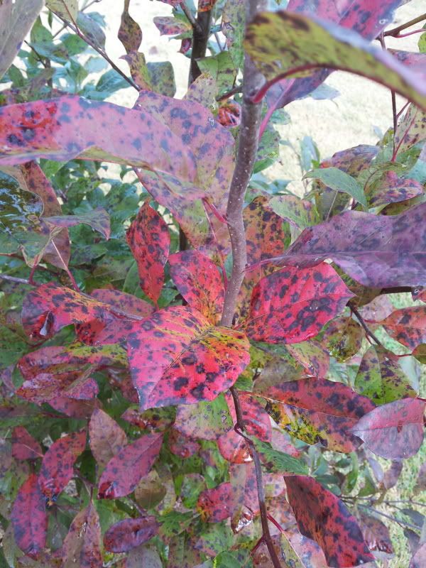 photo 20131030_100140_zps422696f1.jpg