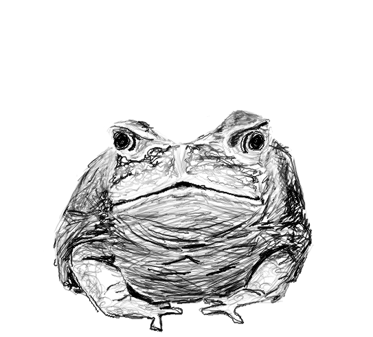 Drawing of a toad