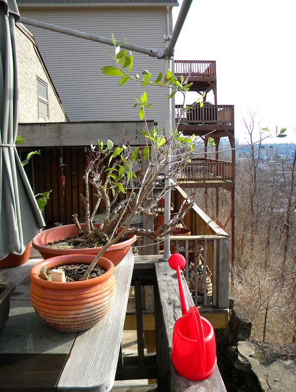 110320938mtaube.jpg