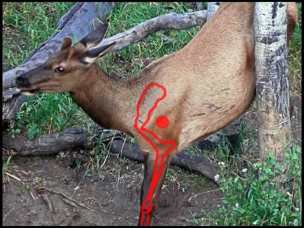 Sage Creek Forums :: View topic - Aim Where on ELK