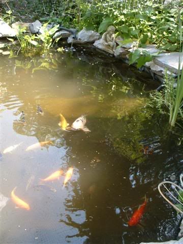 Image hosted by Photobucket.com