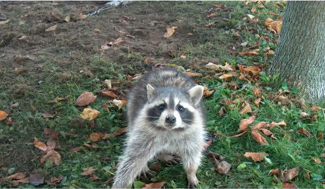 IMAGE: http://img.photobucket.com/albums/v368/fishguts1/coons/yancecoon3-1.jpg