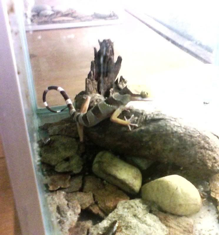 Freaky lizard Freaky lizard amongst the snakes on display