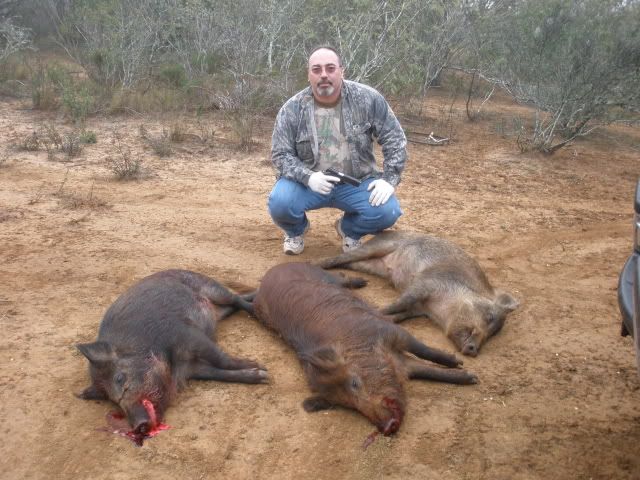 PigsDec222009.jpg