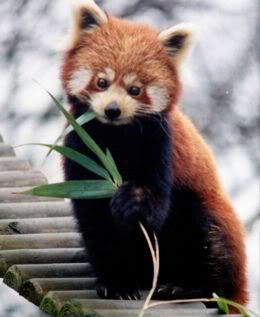 260px-Ailurus_fulgens_RoterPanda_Le.jpg