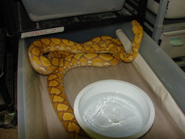 The Reticulated Python Thread - Page 263 - Reptile Forums