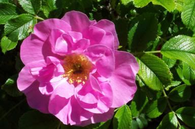 Wild Rose Pictures, Images and Photos