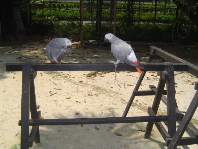My African Greys On Wooden Stands.