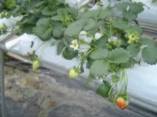 Strawberry Plant.