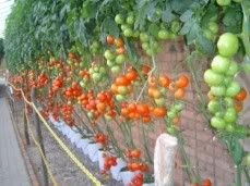 Tomato Plants.