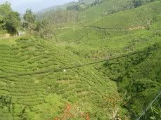 A SnapShot Of An Overview Of Tea Plants Again.