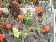 WARNING: Fake Flowers On These Cactus.