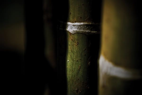 bamboomac1.jpg