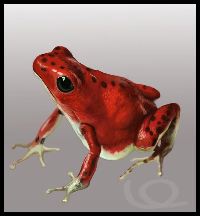 frog-study1.jpg