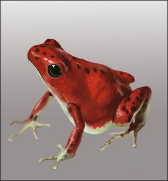 frog-study1.jpg