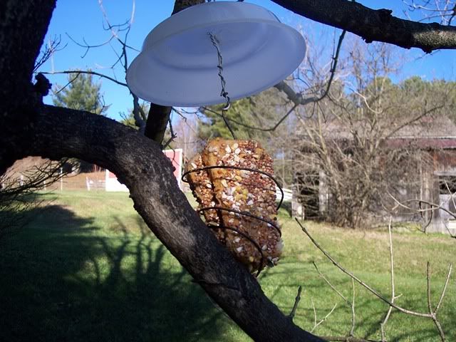 Homemade bird feeder - General Chat