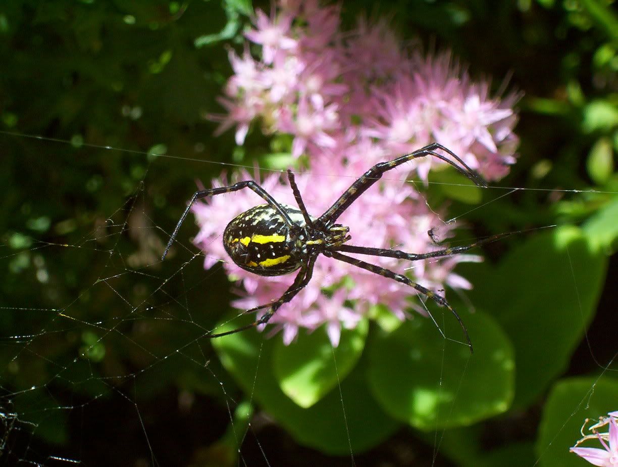 http://img.photobucket.com/albums/v373/Chudesniy/GardenSpider2.jpg