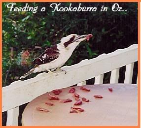 Kookaburrafeedingonverandah.jpg