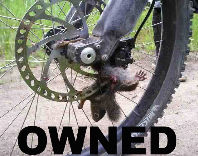 squirrelowned.jpg