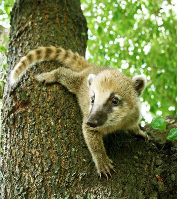 mountain coati
