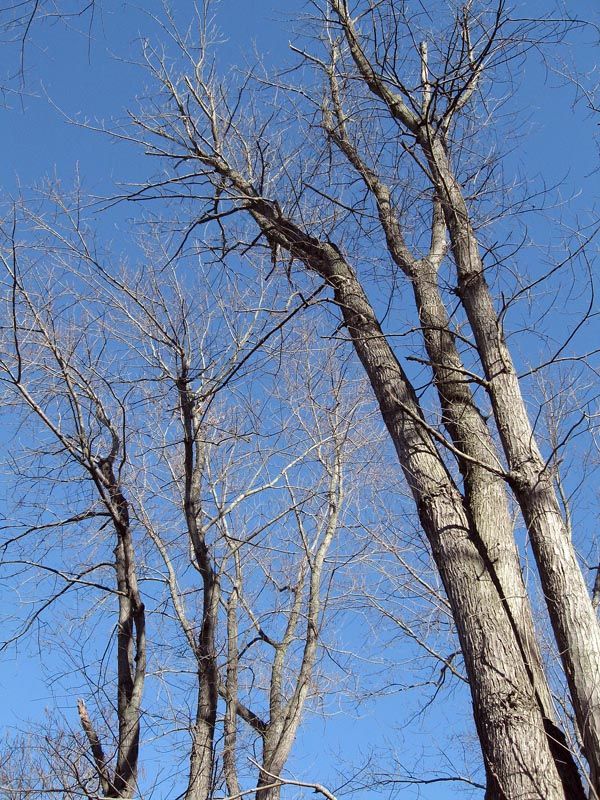 IMAGE: http://img.photobucket.com/albums/v375/cholmes75/TreesMedium.jpg