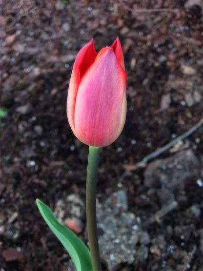 tulip bud