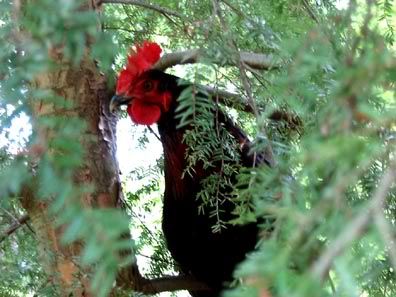 Rooster roosting