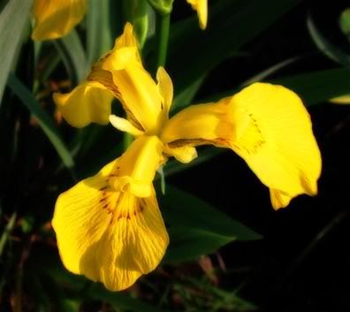 Yellow flower among the goose poop