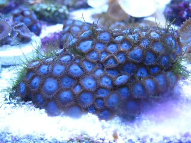 Blue Zoas