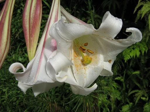 Urliup in bloom